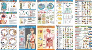 Zestaw 10 plansz mikrobiologia i zdrowie człowieka