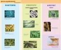 Klasyfikacja organizmów - ścienna plansza dydaktyczna